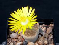 Thumbnail of 1900_Lithops dorotheae_20150920_01(1).JPG